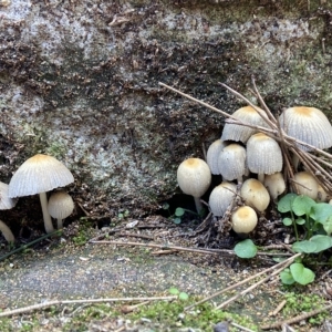 Coprinellus etc. at Acton, ACT - 3 Apr 2023 11:07 AM