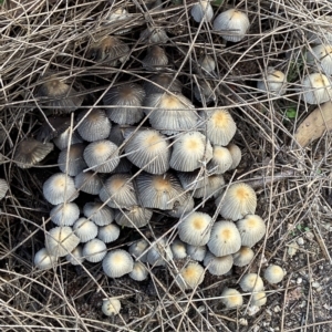 Coprinellus etc. at Acton, ACT - 3 Apr 2023