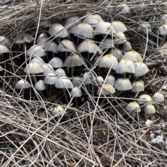 Coprinellus etc. at Acton, ACT - 3 Apr 2023