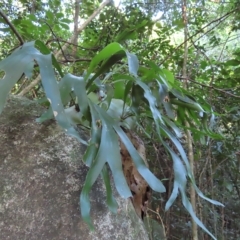 Platycerium hillii (Elkhorn Fern) at Fitzroy Island, QLD - 31 Mar 2023 by MatthewFrawley