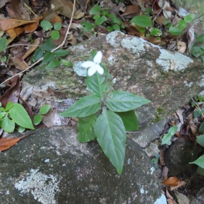 Pseuderanthemum variabile (Pastel Flower) at Fitzroy Island, QLD - 30 Mar 2023 by MatthewFrawley