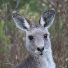 Macropus giganteus (Eastern Grey Kangaroo) at Kambah, ACT - 3 Apr 2023 by MatthewFrawley