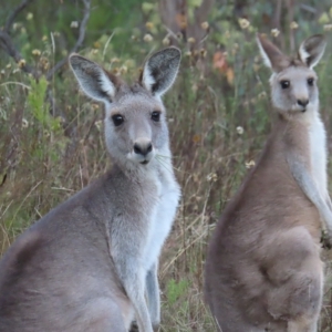 Macropus giganteus at Kambah, ACT - 3 Apr 2023