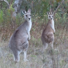 Macropus giganteus at Kambah, ACT - 3 Apr 2023 04:33 PM