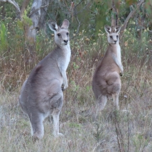 Macropus giganteus at Kambah, ACT - 3 Apr 2023 04:33 PM