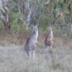 Macropus giganteus at Kambah, ACT - 3 Apr 2023