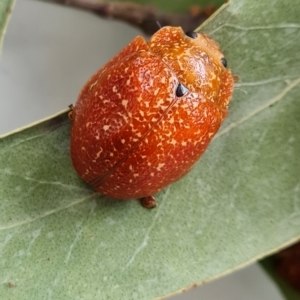 Paropsis variolosa at Isaacs, ACT - 3 Apr 2023