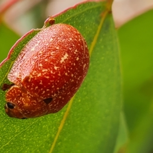 Paropsis variolosa at Isaacs, ACT - 3 Apr 2023