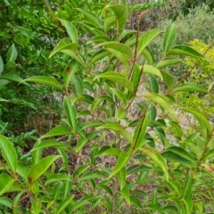 Ligustrum lucidum (Large-leaved Privet) at Isaacs, ACT - 2 Apr 2023 by Mike