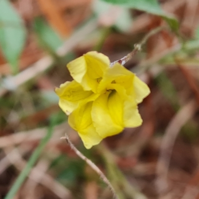 Goodenia hederacea subsp. hederacea (Ivy Goodenia, Forest Goodenia) at Isaacs, ACT - 2 Apr 2023 by Mike