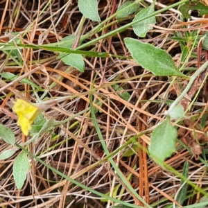 Goodenia hederacea subsp. hederacea at Isaacs, ACT - 2 Apr 2023