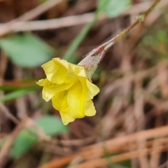 Goodenia hederacea subsp. hederacea at Isaacs, ACT - 2 Apr 2023