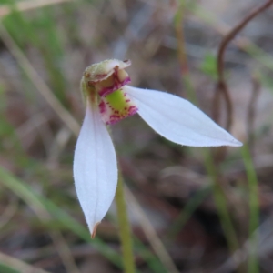 Eriochilus cucullatus at Kambah, ACT - 3 Apr 2023