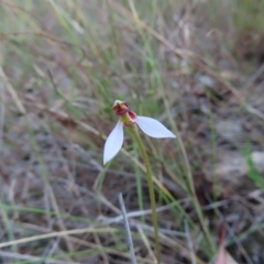 Eriochilus cucullatus at Kambah, ACT - 3 Apr 2023