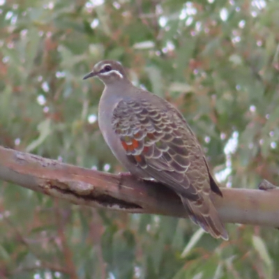 Phaps chalcoptera (Common Bronzewing) at Kambah, ACT - 3 Apr 2023 by MatthewFrawley