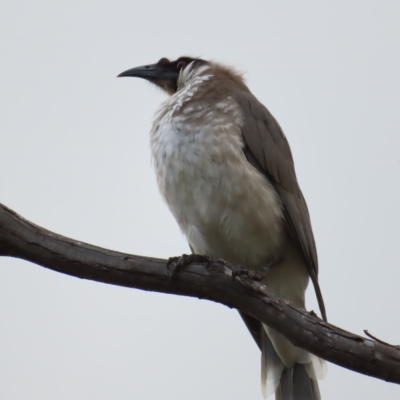 Philemon corniculatus (Noisy Friarbird) at Kambah, ACT - 3 Apr 2023 by MatthewFrawley