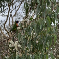 Trichoglossus moluccanus (Rainbow Lorikeet) at Pialligo, ACT - 2 Apr 2023 by JimL