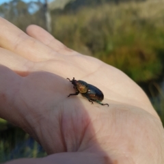 Lamprima aurata (Golden stag beetle) at Mount Clear, ACT - 3 Apr 2023 by danswell