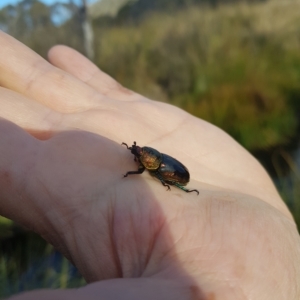 Lamprima aurata at Mount Clear, ACT - 3 Apr 2023