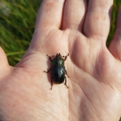 Lamprima aurata at Mount Clear, ACT - 3 Apr 2023