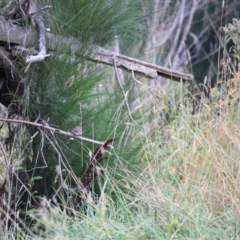 Malurus cyaneus at Whitlam, ACT - 2 Apr 2023