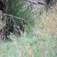 Malurus cyaneus at Whitlam, ACT - 2 Apr 2023