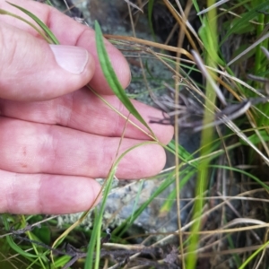 Brachyscome graminea at Mount Clear, ACT - 3 Apr 2023 02:30 PM