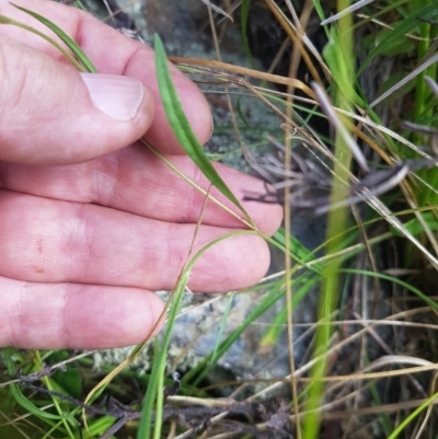 Brachyscome graminea (Grass Daisy) at Mount Clear, ACT - 3 Apr 2023 by danswell