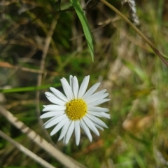 Brachyscome graminea at Mount Clear, ACT - 3 Apr 2023 02:30 PM