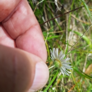 Brachyscome graminea at Mount Clear, ACT - 3 Apr 2023 02:30 PM