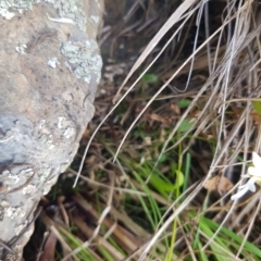 Brachyscome graminea at Mount Clear, ACT - 3 Apr 2023 02:30 PM