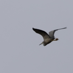 Egretta novaehollandiae (White-faced Heron) at Molonglo River Reserve - 1 Apr 2023 by JimL