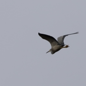 Egretta novaehollandiae at Whitlam, ACT - 2 Apr 2023 09:14 AM