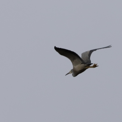 Egretta novaehollandiae (White-faced Heron) at Whitlam, ACT - 2 Apr 2023 by JimL