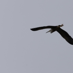 Egretta novaehollandiae at Whitlam, ACT - 2 Apr 2023