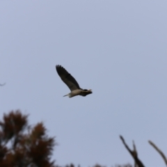 Egretta novaehollandiae at Whitlam, ACT - 2 Apr 2023 09:14 AM