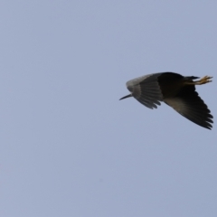 Egretta novaehollandiae at Whitlam, ACT - 2 Apr 2023 09:14 AM