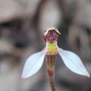 Eriochilus cucullatus at Bruce, ACT - suppressed