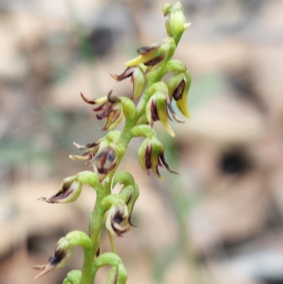 Corunastylis clivicola (Rufous midge orchid) at Acton, ACT - 2 Apr 2023 by Venture