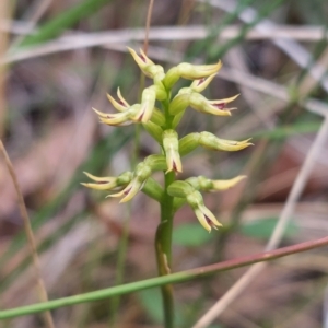 Corunastylis cornuta at Acton, ACT - 2 Apr 2023