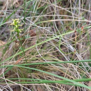 Corunastylis cornuta at Acton, ACT - suppressed