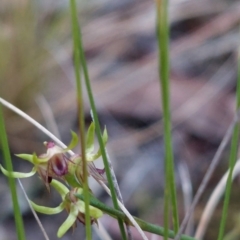 Corunastylis cornuta (Horned Midge Orchid) at Acton, ACT - 3 Apr 2023 by Venture