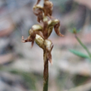 Corunastylis cornuta at Acton, ACT - 3 Apr 2023