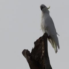 Cacatua galerita (Sulphur-crested Cockatoo) at Molonglo Valley, ACT - 2 Apr 2023 by JimL