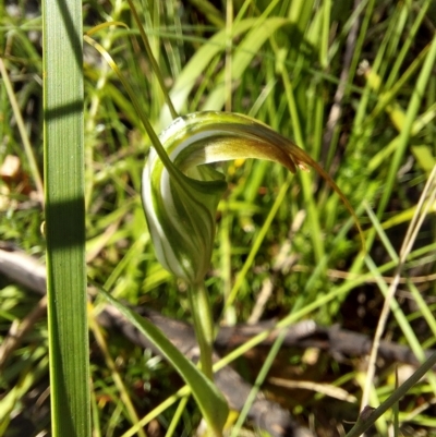 Diplodium decurvum (Summer greenhood) at Tennent, ACT - 11 Feb 2023 by Venture