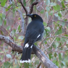 Strepera graculina (Pied Currawong) at Kambah, ACT - 3 Apr 2023 by MatthewFrawley