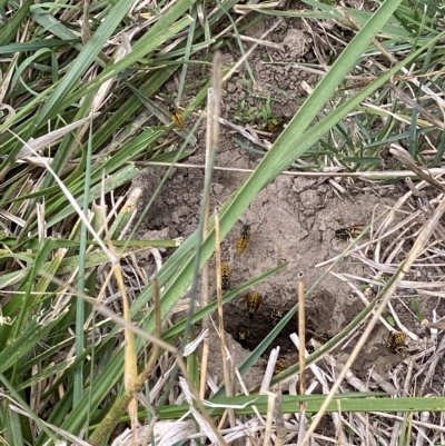 Vespula germanica (German Yellowjacket Wasp (also known as European Wasp)) at Molonglo Valley, ACT - 2 Apr 2023 by AndrewCB