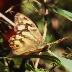 Heteronympha banksii (Banks' Brown) at Lower Cotter Catchment - 31 Mar 2023 by JohnBundock