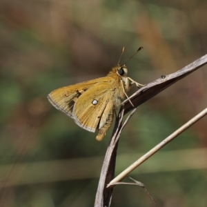 Trapezites luteus at Theodore, ACT - 28 Mar 2023