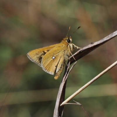 Trapezites luteus (Yellow Ochre, Rare White-spot Skipper) at Theodore, ACT - 27 Mar 2023 by RAllen